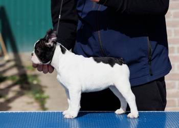 French bulldog/Francuski buldog štenci