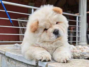 Krem Chow Chow štenci