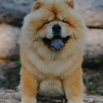 Chow Chow - dostupan za parenje