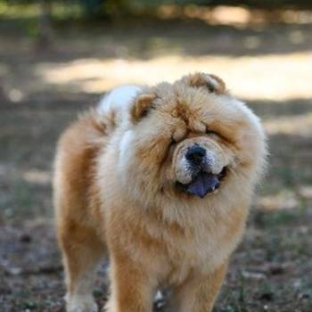 Chow Chow - dostupan za parenje